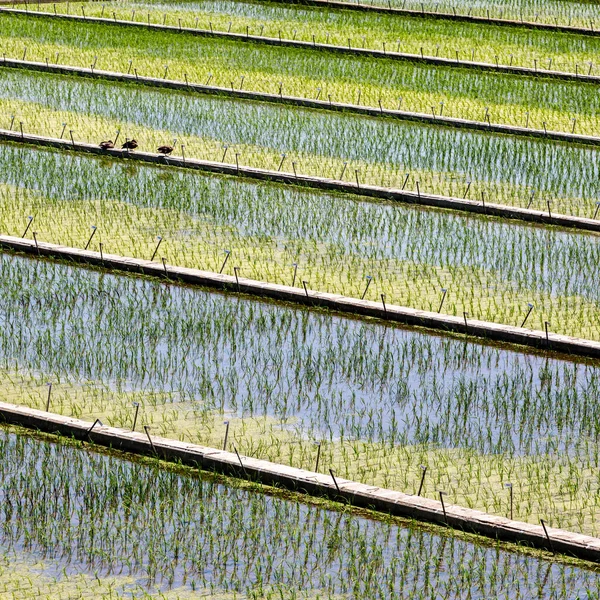 Традиционные Азиатские Зеленые Рисовые Поля Образ Крупным Планом — стоковое фото