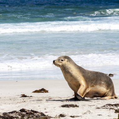 Tatlı Avustralya Deniz Aslanı (Neophoca cinerea) Kanguru Adası sahil şeridi, Güney Avustralya, Seal Bay