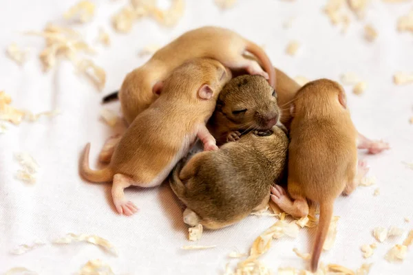 Kleine Süße Schlafende Mäuse Babys Makrobild — Stockfoto