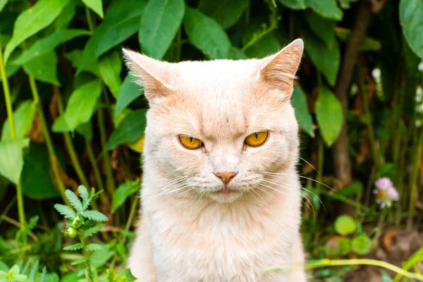 Gato sério com olhos amarelos olhando para a câmera — Fotografia de Stock