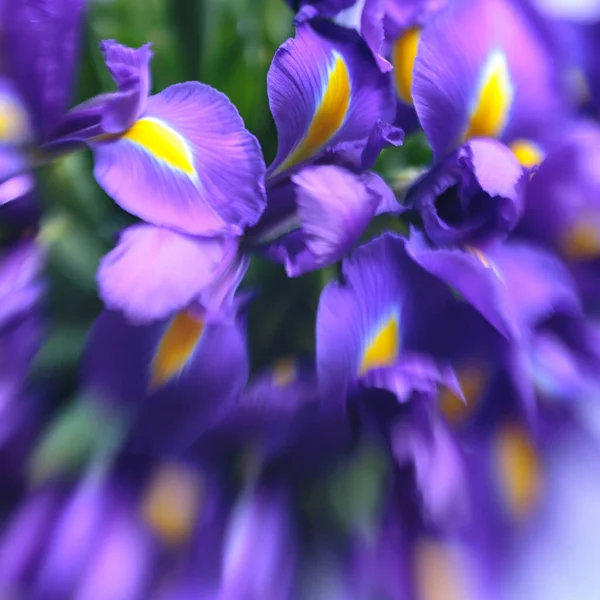 Lila Ömtåliga Irisblommor Elegant Abstraktion Anbud Blomma Bakgrund Mjuk Selektiv — Stockfoto