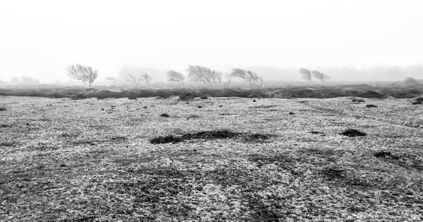 Árboles Desnudos Blancos Negros Están Niebla Mañana Otoño Texel Island —  Fotos de Stock