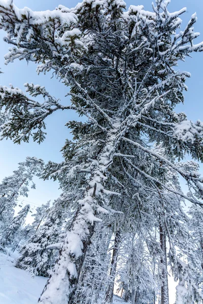 Sneeuw Bedekte Hoge Dennen Lapland Bos Een Ijzige Winterdag Lage — Stockfoto