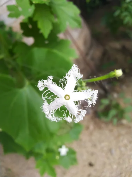 Plantas Flores Bonitas Frescas — Fotografia de Stock