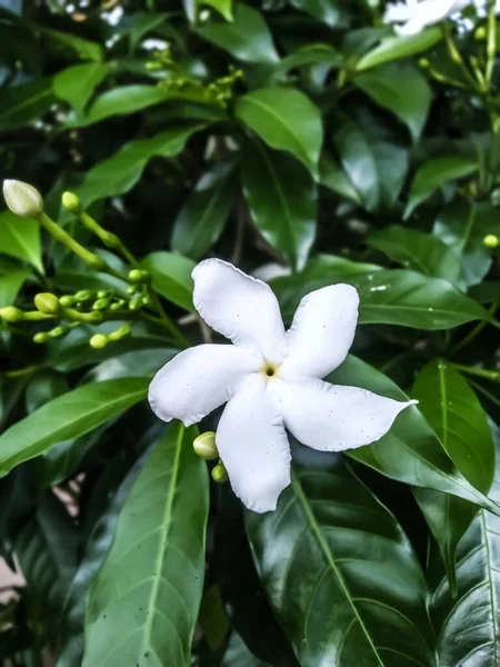 美丽而新鲜的开花植物 — 图库照片