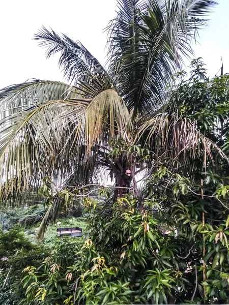 dry look of the trees in village