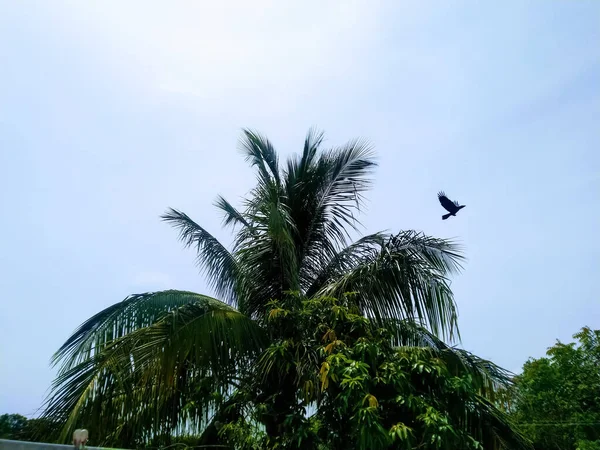 Beautiful Shot Flying Bird Coconut Tree — Stock Photo, Image