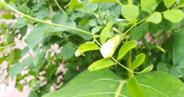 Köydeki güzel bitkiler ve çiçekler