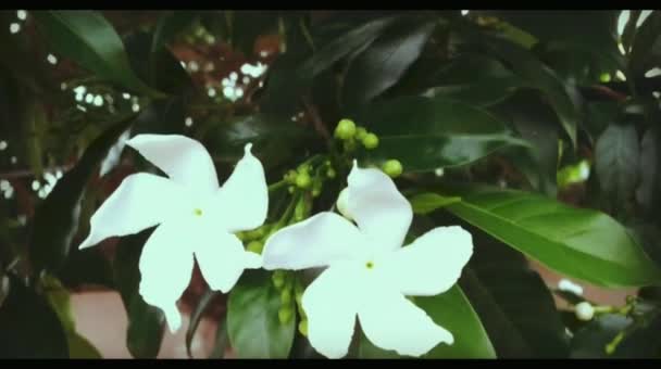 Красивые Растения Цветы Деревне — стоковое видео