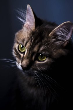 Siyah arka plan üzerine iri gözlü sevimli gri kedi