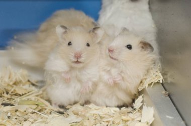 Sevimli aile kabarık hamster