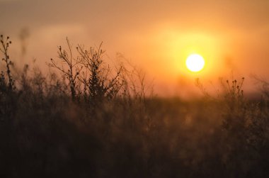 gün batımı arka plan üzerinde otlar