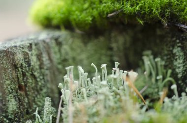 Moss orman çöp makro, fantastik bitkiler.