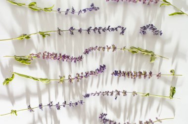 Kurutulmuş Pelin, üstten görünüm desen