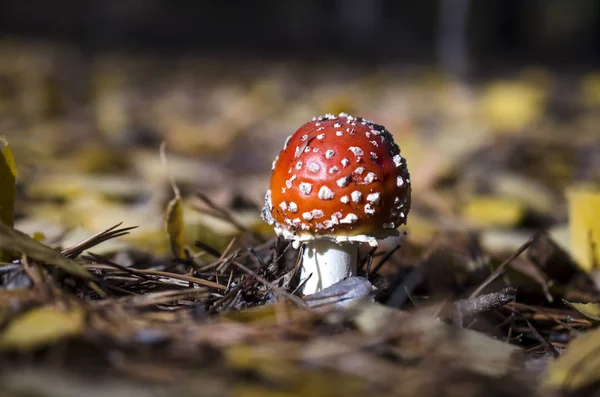 young fly agaric in the forest litter