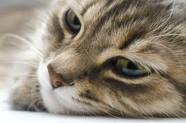 Retrato Gato Close Quadro Completo — Fotografia de Stock