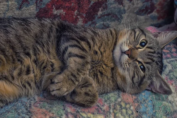 Tabby Cat Крупним Планом — стокове фото