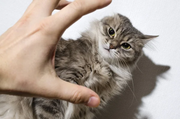 Mão Ataca Gato Conceito Violência Animal — Fotografia de Stock