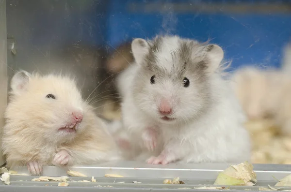 Cute Family Fluffy Hamsters — Stock Photo, Image