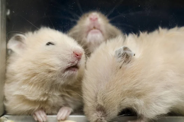Linda Familia Hamsters Esponjosos — Foto de Stock