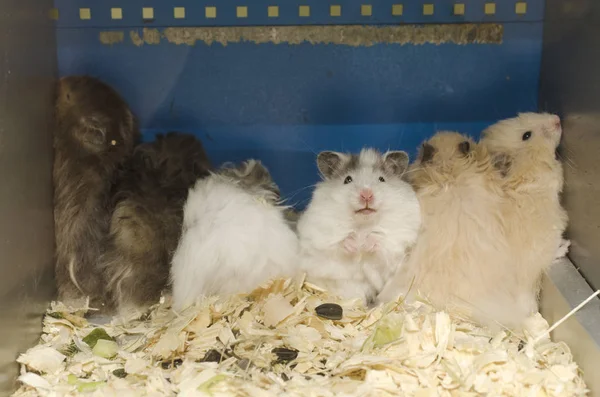 Linda Familia Hamsters Esponjosos — Foto de Stock