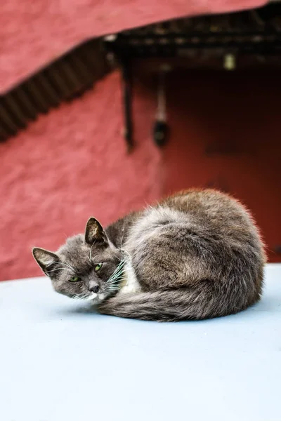 Gato Stray Com Olhos Verdes — Fotografia de Stock