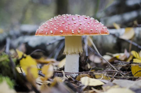 fly agaric in the forest litter