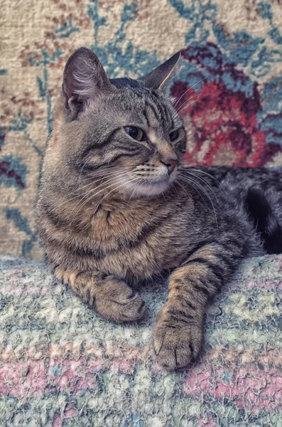 Tabby Kucing Menutup — Stok Foto
