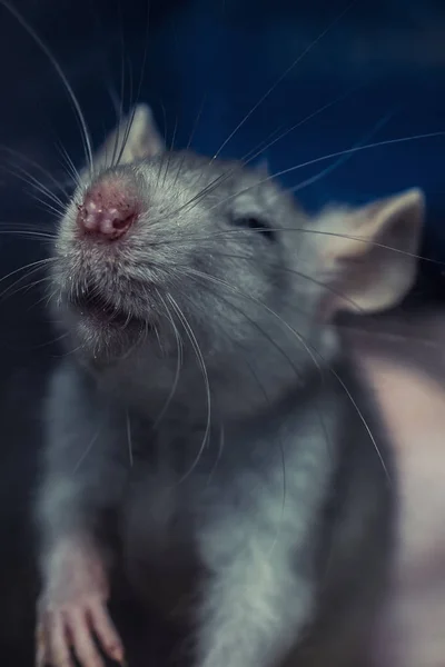 Gesicht Einer Kleinen Grauen Maus — Stockfoto