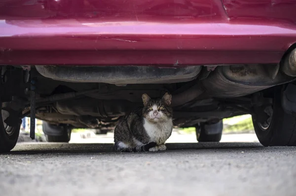 車の下で拷問 汚い猫 ロイヤリティフリーのストック写真