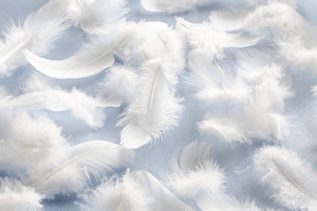 white fluffy feathers on fabric, pattern