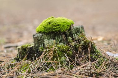 Ormanın içinde yosun kaplı güdük