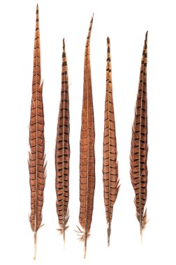 Sülün tüyleri beyaz bir arka plan üzerinde