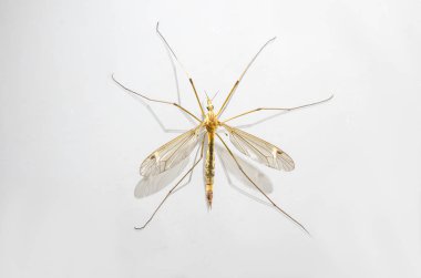 Sivrisinek makro üzerinde beyaz izole