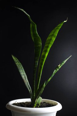 Sansevieria trifasciata arka plan florası