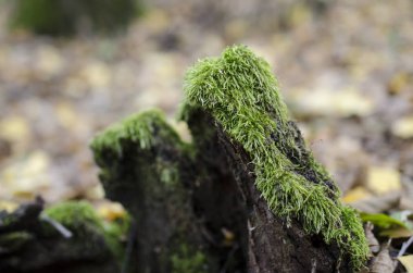 Eski güdük Moss makro ile kaplı