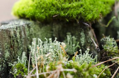 Moss orman çöp makro, fantastik bitkiler.