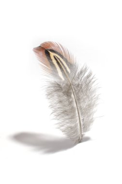 beyaz izole küçük Kabarık tüy