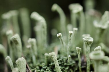 Moss orman çöp makro, fantastik bitkiler.