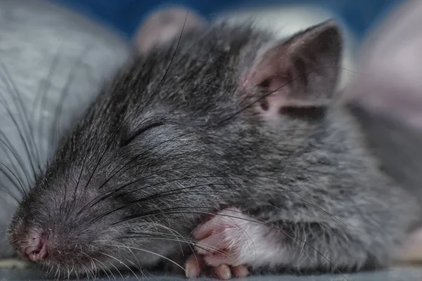 Cara Ratoncito Gris — Foto de Stock