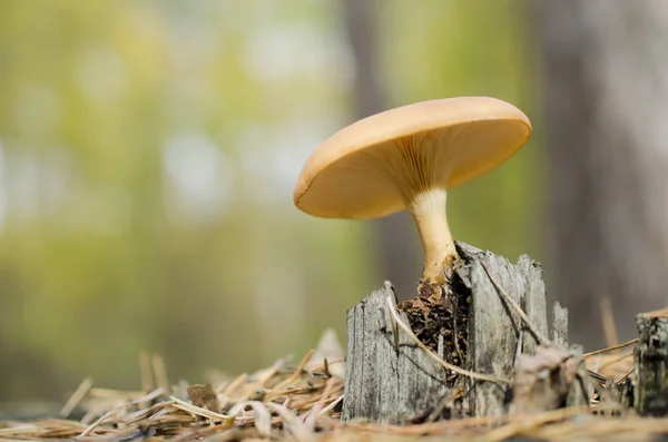 orange mushroom in the forest litter
