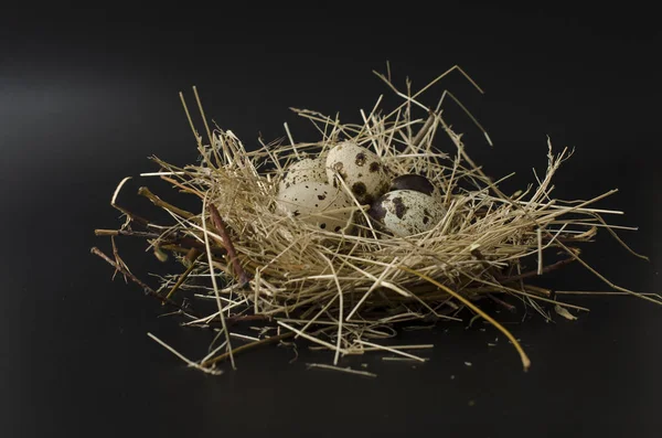 Wachteleier Einem Auf Schwarz Isolierten Nest — Stockfoto