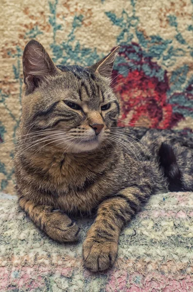 Tabby Kot Zbliżenie — Zdjęcie stockowe