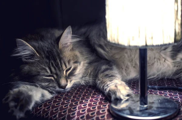 Cat Laying Back Light — Stock Photo, Image
