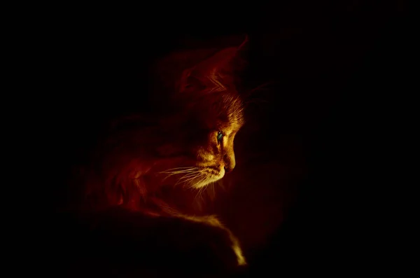art photo of a cat with backlight on black