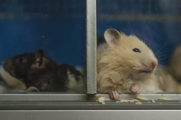 Pair Hamsters Black White Hamster — Stock Photo, Image