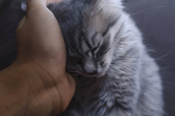 Hand Streichelt Eine Katze — Stockfoto