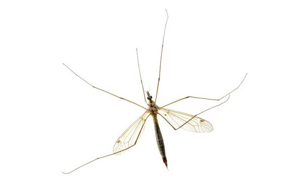 Macro Mosquito Isolado Branco — Fotografia de Stock