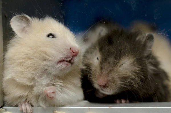 Paire Hamsters Hamster Noir Blanc — Photo
