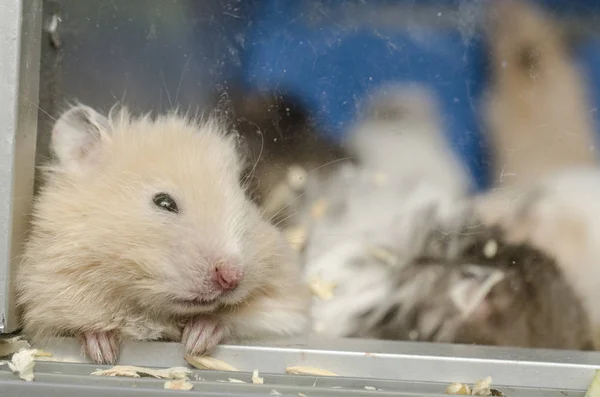 Retrato Hamster Close — Fotografia de Stock